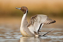 Northern pintail (Anas acuta) drake stretching its wings on a small pond, Ladner, British Columbia, Canada.