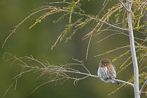 Northern pygmy owl (Glaucidium gnoma) perched on branch, Cypress Mountain, West Vancouver, British Columbia, Canada. December.