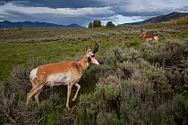 Pronghorn (Antilocapra americana) bucks on grassland, Yellowstone National Park, Wyoming, USA. June.