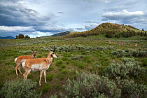 Pronghorn (Antilocapra americana) bucks on grassland,  Yellowstone National Park, Wyoming, USA. June.