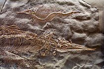 Two   marine reptile fossils (Mixosaurus sp). and (Shastasauride) from the Middle Triassic. Fossil Museum of Monte San Giorgio, UNESCO World Heritage Site, Ticino, Switzerland.