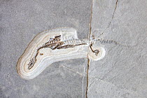 Fossil of a Neusticosaurus peyeri skeleton, Middle Triassic, Fossil Museum of Monte San Giorgio, UNESCO World Heritage Site, Ticino, Switzerland.