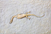 Fossil of  Neusticosaurus peyeri  from sea floor, Middle Triassic, Fossil Museum of Monte San Giorgio, UNESCO World Heritage Site, Ticino, Switzerland.