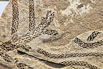 Close up of a fossil of a Conifer (Voltzia sp.) branch from the Middle Triassic period, Fossil Museum of Monte San Giorgio, Ticino, Switzerland.