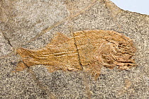 Fossil of Bony fish (Archaeosemionotus sp.) from the Middle Triassic, Fossil Museum of Monte San Giorgio, UNESCO World Heritage Site, Ticino, Switzerland.