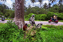 Zanzibar red colobus (Procolobus kirkii) group sitting on a mound with people on moped behind, Jozani-Chwaka Bay National Park, Zanzibar, Tanzania. May.