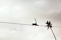 Zanzibar sykes monkey (Cercopithecus mitis albogularis) using an electricity wire to cross a road . Jozani-Chwaka Bay National Park, Zanzibar, Tanzania. May.