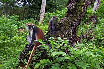 Zanzibar red colobus (Procolobus kirkii) and Zanzibar sykes monkey (Cercopithecus mitis albogularis) sitting together on a palm tree.  Jozani-Chwaka Bay National Park, Zanzibar, Tanzania. May.