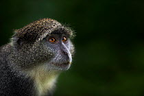 Zanzibar sykes monkey (Cercopithecus mitis albogularis) portrait . Jozani-Chwaka Bay National Park, Zanzibar, Tanzania. May.