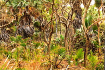 Riverine palm tree forest near the Pendjari River, north-Western Part of the Pendjari National Park. Benin.