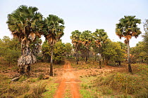 Palm Trees by the River Pendjari near the border with the Burkina Faso, Pendjari Natoinal Park, Benin. February 2009.