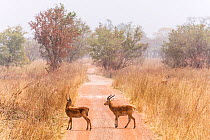 Buffon's kob (Kobus Kob) on track  in  Pendjari National Park, Benin.