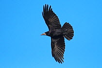Rook (Corvus frugilegus) in flight. Boulmer, Northumberland, England, UK, January