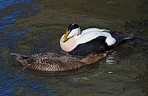 Pair of Common eiders (Somateria mollissima). Female circling male as part of courtship display. Amble Harbour, Northumberland, England, UK, March
