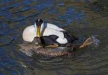 Pair of Common eider duck (Somateria mollissima) mating. Amble Harbour, Northumberland, England, UK, March