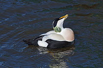 Common eider (Somateria mollissima) drake in courtship display. Amble Harbour, Northumberland, England, UK, March