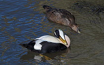 Pair of Common eiders (Somateria mollissima). Male preening with female circling and posturing for copulation. Amble Harbour, Northumberland, England, UK, March