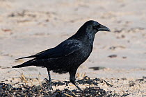 Carrion crow (Corvus corone) searching for food along tideline drift. Druridge Bay, Northumberland, UK, February