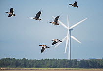 Flock of Pink-footed geese (Anser brachyrhynchus) flying in front of a wind turbine. Druridge Bay, Northumberland, England, UK, October