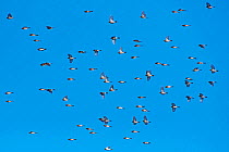 Flock of Twites (Linaria flavirostris) in flight. Druridge Bay, Northumberland, England, UK, February