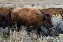 Bisons (Bison bison), Antelope Island State Park, Great Salt Lake, Utah, USA, March 2014.
