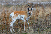 Pronghorn Antelope (Antilocapra americana), Antelope Island State Park, Great Salt Lake, Utah, USA, March 2014.