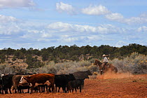 Cowboy driving cattle, Grand Staircase-Escalante National Monument, Utah, USA, March 2014.