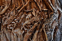 Detail of Cottonwood Tree bark (Populus fremontii), Grand Staircase-Escalante National Monument, Utah, USA. April 2014.