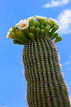 Saguaro cactus (Carnegiea gigantea) buds and flowers in bloom, Lost Dutchman State Park, Arizona, USA, April.