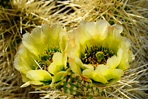 Teddy Bear cholla cactus (Opuntia bigelovii)  flowers, Lost Dutchman State Park, Arizona, USA, April 2014.