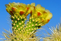 Teddy Bear cholla cactus (Opuntia bigelovii)  flowers, Lost Dutchman State Park, Arizona, USA. April.
