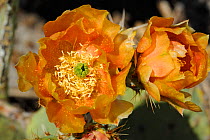 Prickly Pear Cactus (Opuntia sp) in flower, Saguaro National Park, Arizona, USA. April.