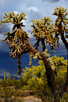 Chain-fruit or Jumping cholla (Cylindropuntia fulgida), Organ Pipe Cactus National Monument, Sonoran Desert, Arizona, USA, April.