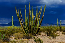 Organ pipe cactus (Stenocereus thurberi) with the Ajo Mountains in the background, Organ Pipe Cactus National Monument, Sonora Desert, Arizona, USA