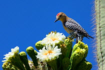 Gila woodpecker (Melanerpes uropygialis) male feeding on nectar in Saguaro cactus blossom (Carnegiea gigantea), Lost Dutchman State Park, Arizona, USA, April 2013.