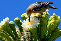 Gila woodpecker (Melanerpes uropygialis) female feeding on nectar in Saguaro cactus blossom (Carnegiea gigantea), Lost Dutchman State Park, Arizona, USA, April 2014.