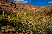 Saguaro cacti (Carnegiea gigantea) and Organ Pipe Cactus (Stenocereus thurberi), Organ Pipe Cactus National Monument, Sonora Desert, Arizona, USA. April 2014.
