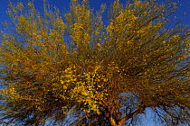 Yellow or Foothills Palo Verde tree (Cercidium microphyllum), Arizona, USA. April 2014.