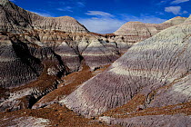 Badlands formations in Blue Mesa, Painted Desert, Petrified Forest National Park, Arizona, USA. April 2014.