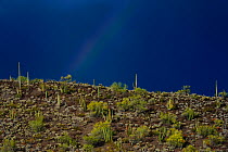 Rainbow over Saguaro cacti (Carnegiea gigantea), Organ Pipe Cactus (Stenocereus thurberi) and Foothills Palo Verde tree (Cercidium microphyllum), Organ Pipe Cactus National Monument, Sonoran Desert, A...