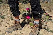 Legs and walking boots next to Desert Prickly Pear Cactus (Opuntia sp) with pink flower , Grand Staircase-Escalante National Monument, Utah, USA, May.