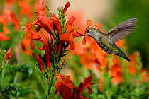 Ruby-throated hummingbird (Archilochus colubris) female in flight feeding, California, USA, May.