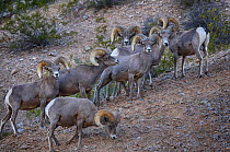 Desert Bighorn sheep (Ovis canadensis) flock, Valley of Fire State Park, Nevada, USA, May.