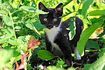 Young black domestic cat with white bib and paws, climbing tree, France