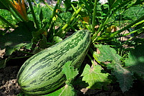 Large courgette / marrow (Cucurbita pepo) growing in vegetable garden, France, August 2013.