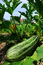 Large courgette / marrow (Cucurbita pepo) growing in vegetable garden, France, August 2013.