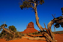 East Mitten Butte and juniper tree, Monument Valley Navajo Tribal Park, Utah-Arizona, USA