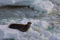Weddell seal (Leptonychotes weddellii) on sea ice, Cape Hallett, Ross Sea, Antarctica. Photographed for The Freshwater Project