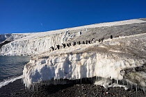 Colony of Adelie penguin (Pygoscelis adeliae) Franklin Island, Ross Sea, Antarctica. Photographed for The Freshwater Project