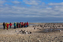 Tourists at a colony of Adelie penguins (Pygoscelis adeliae) Franklin Island, Ross Sea, Antarctica. Photographed for The Freshwater Project